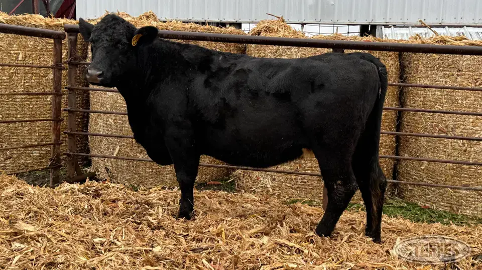 (1) Beef cow Beef Cattle