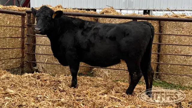 (1) Beef cow