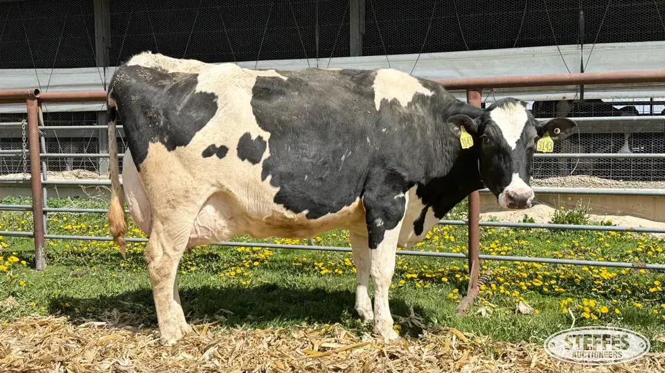(6) Holstein Cows Dairy Cattle