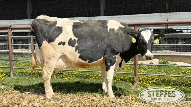 (6) Holstein Cows