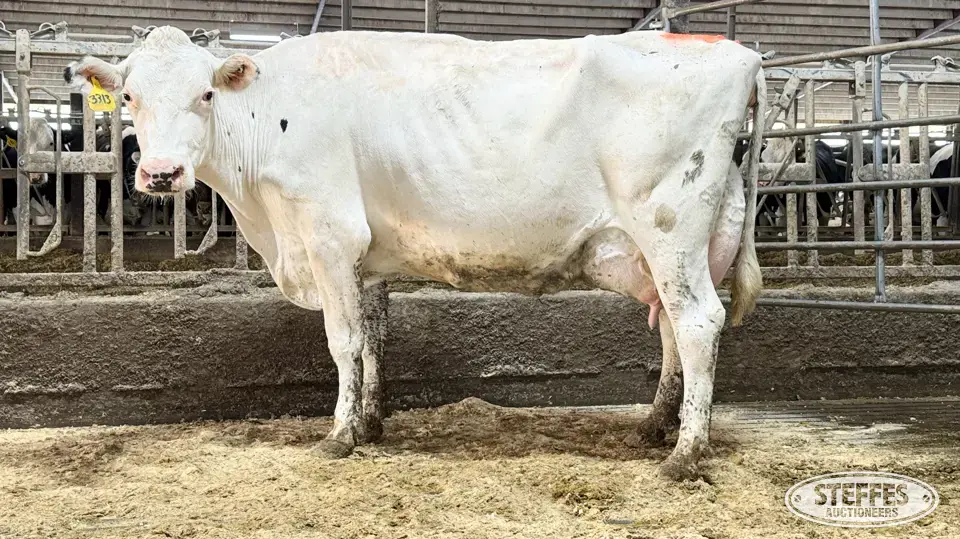 (3) Holstein Cows Dairy Cattle