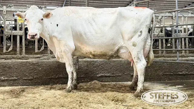 (3) Holstein Cows
