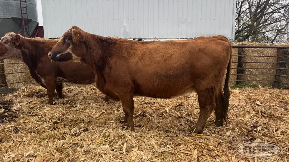 (2) Beef cows Beef Cattle