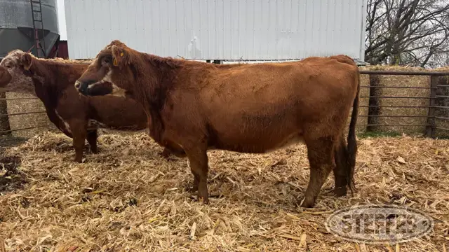 (2) Beef cows