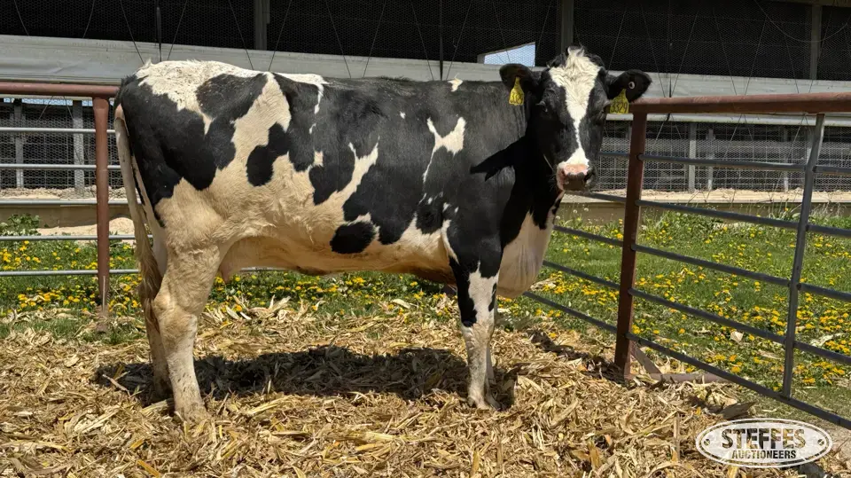 (8) Holstein Cows Dairy Cattle