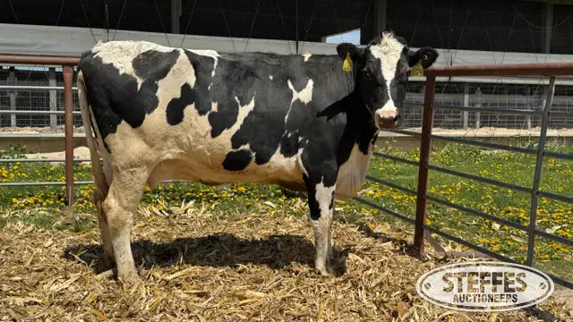 (8) Holstein Cows