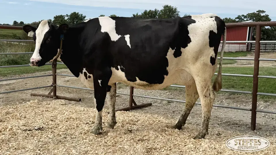 Holstein Cow - Tag 837 Dairy Cattle