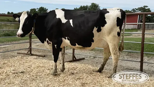 Holstein Cow - Tag 837