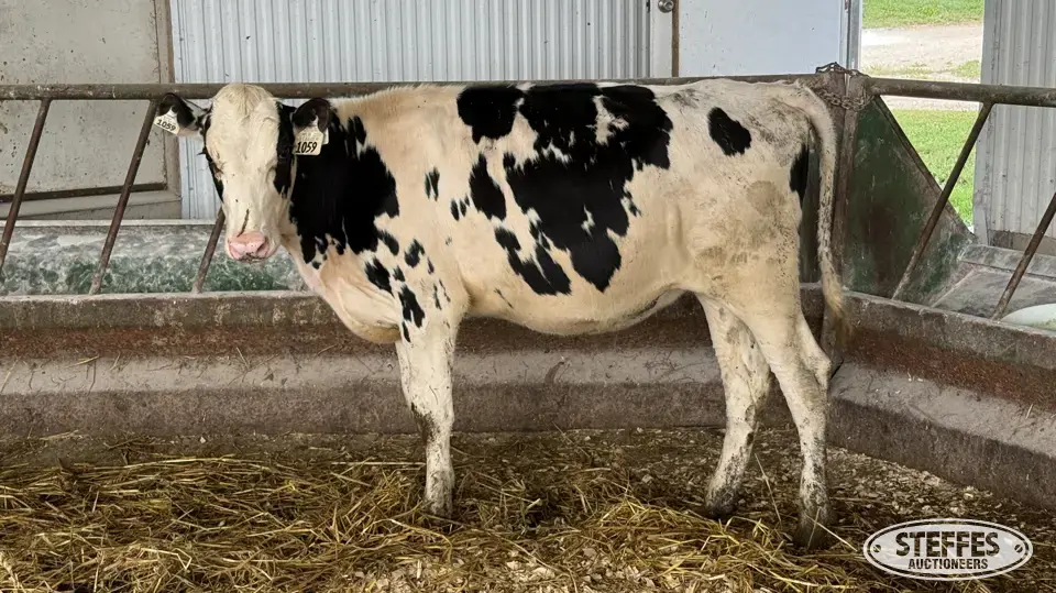 Holstein Heifer - Tag 1059 Dairy Cattle
