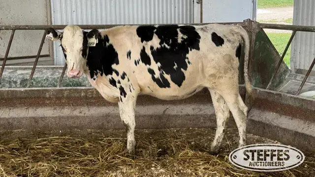 Holstein Heifer - Tag 1059