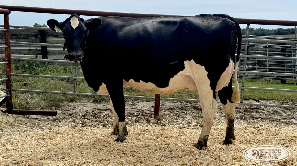 Holstein Cow - Tag 875 Dairy Cattle