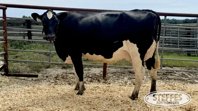 Holstein Cow - Tag 875