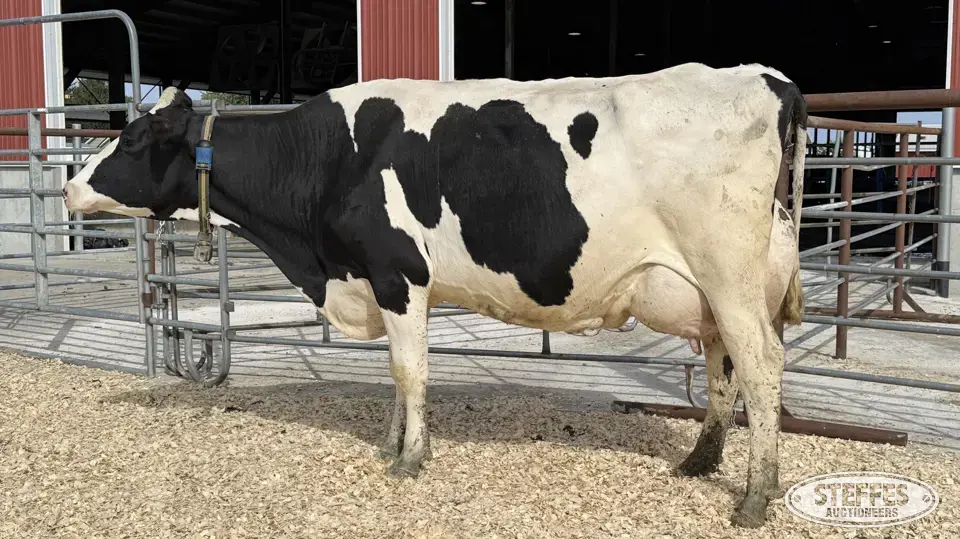 Holstein Cow - Tag 713 Dairy Cattle