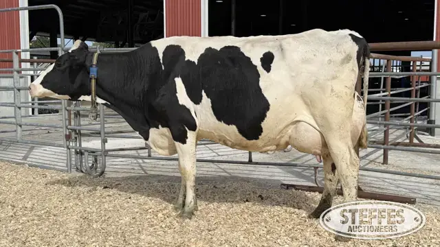 Holstein Cow - Tag 713