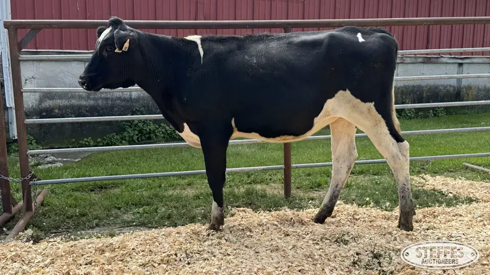 Holstein Heifer - Tag 1001 Dairy Cattle