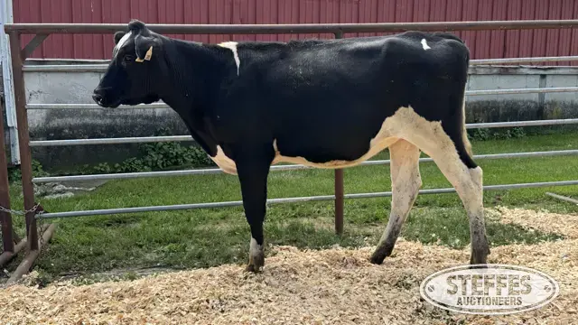 Holstein Heifer - Tag 1001