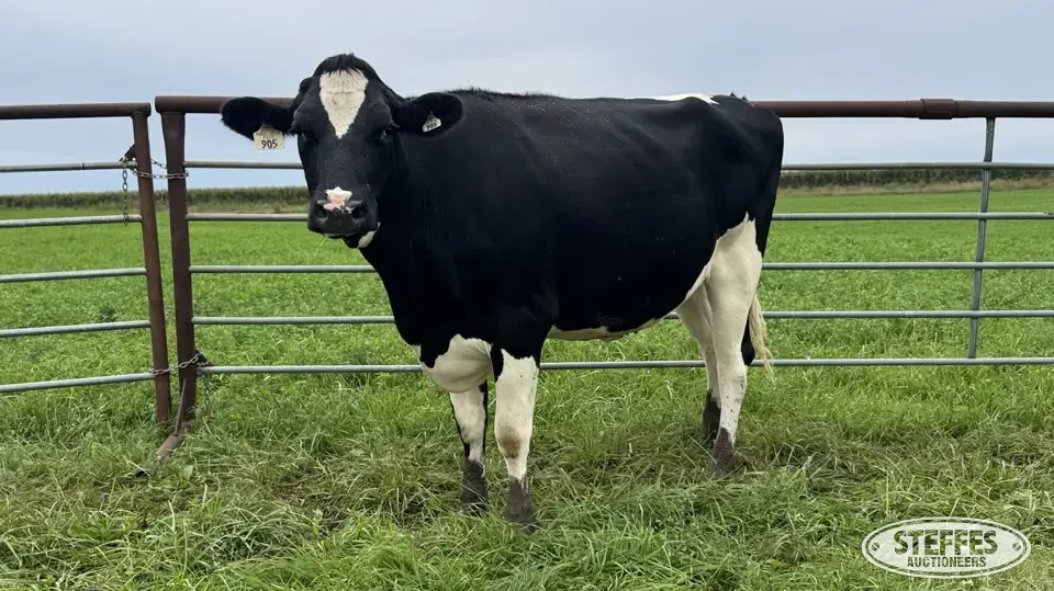 Holstein Bred Heifer - Tag 905 Dairy Cattle