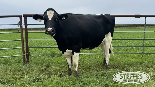 Holstein Bred Heifer - Tag 905