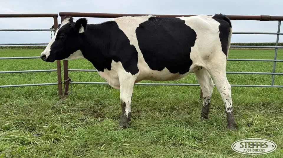 Holstein Bred Heifer - Tag 955 Dairy Cattle
