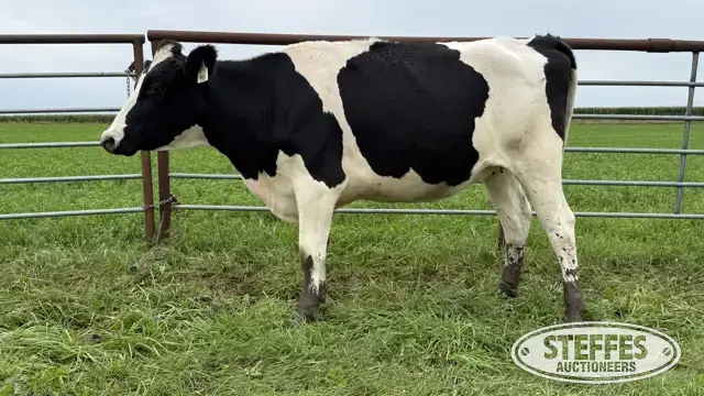 Holstein Bred Heifer - Tag 955