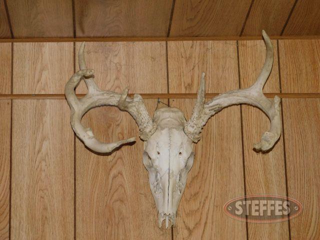 Assorted-Deer-Antlers-and-Skull_1.jpg