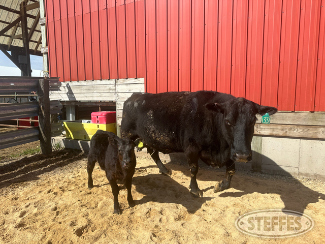 Cow/Calf Pair - Ear Tag 1331 & 2414