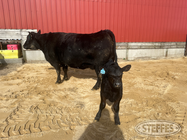 Cow/Calf Pair - Ear Tag 146 & M20