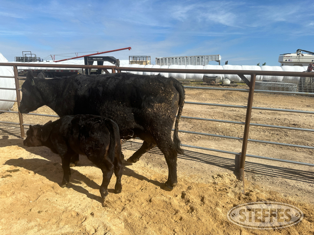 Cow/Calf Pair - Ear Tag 1429 & M16