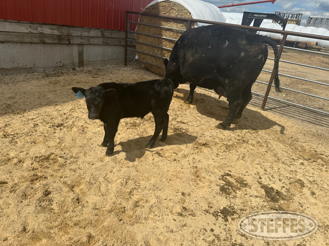 Cow/Calf Pair - Ear Tag 519 & M25