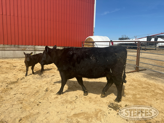Cow/Calf Pair - Ear Tag 168 & M19