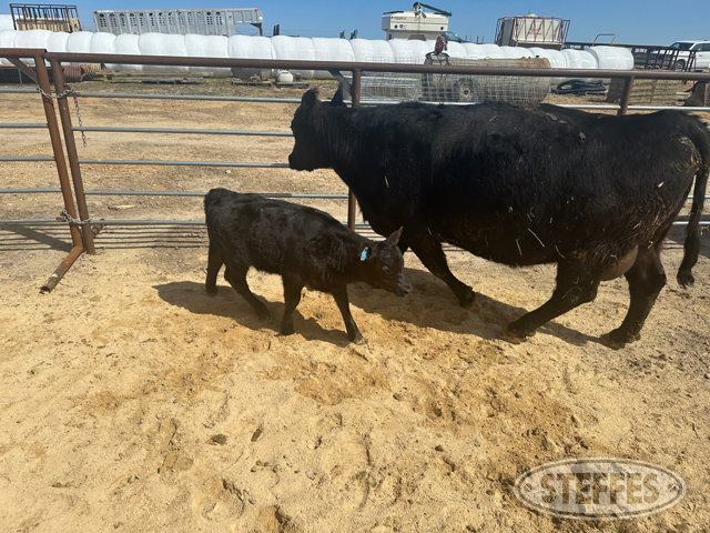 Cow/Calf Pair - Ear Tag 1615 & M18