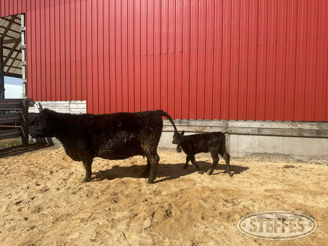 Cow/Calf Pair - Ear Tag 1718 & 2412