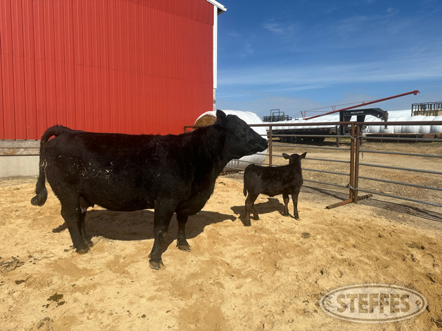 Cow/Calf Pair - Ear Tag 2015 & 2409