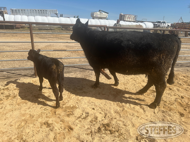Cow/Calf Pair - Ear Tag 2019 & M13