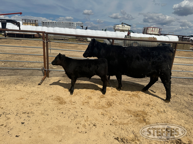 Cow/Calf Pair - Ear Tag 2203 & M02