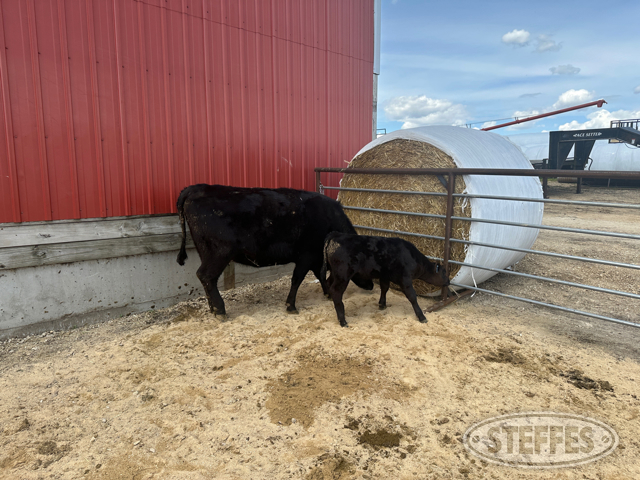 Cow/Calf Pair - Ear Tag 2218 & M06