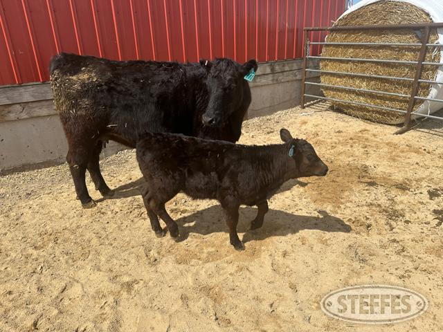 Cow/Calf Pair - Ear Tag 2227 & M05