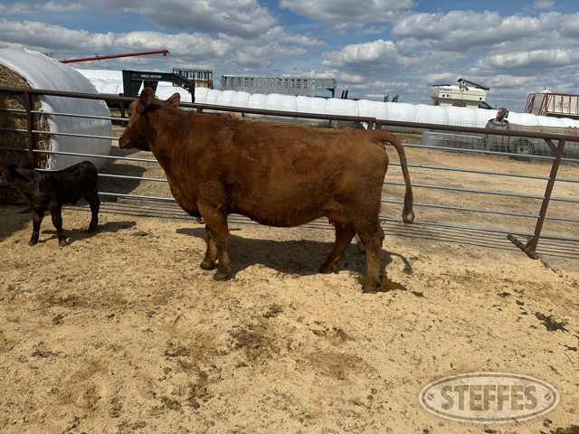 Cow/Calf Pair - Ear Tag 171 & M28